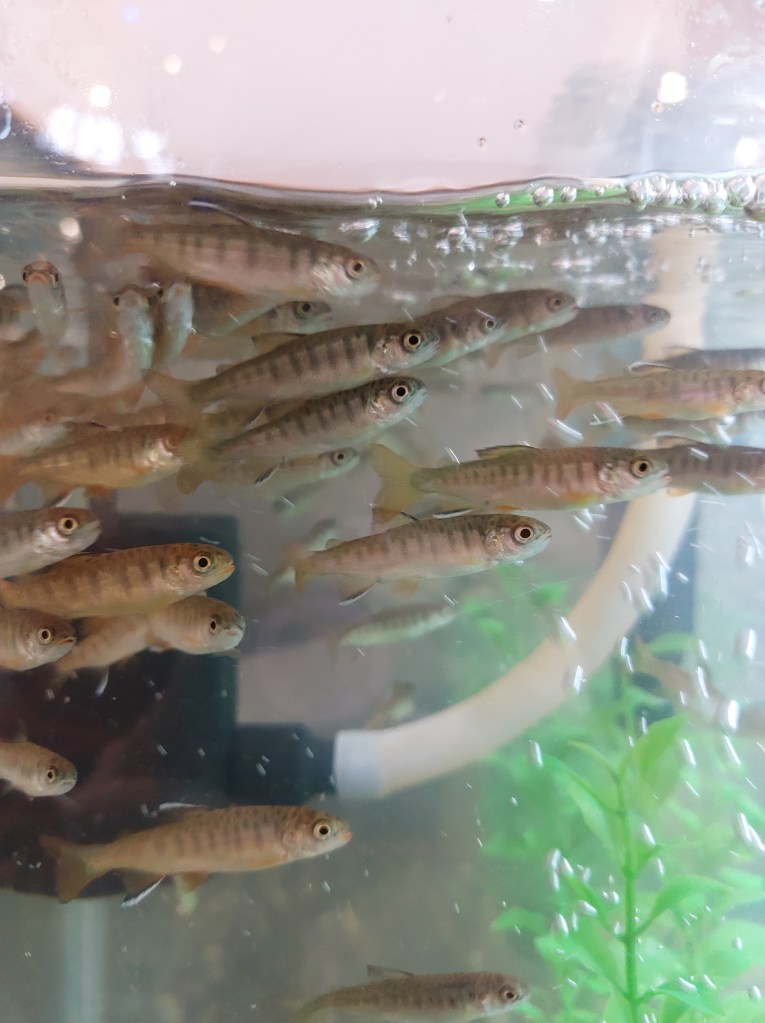 Many salmon fry shown swimming in a tank