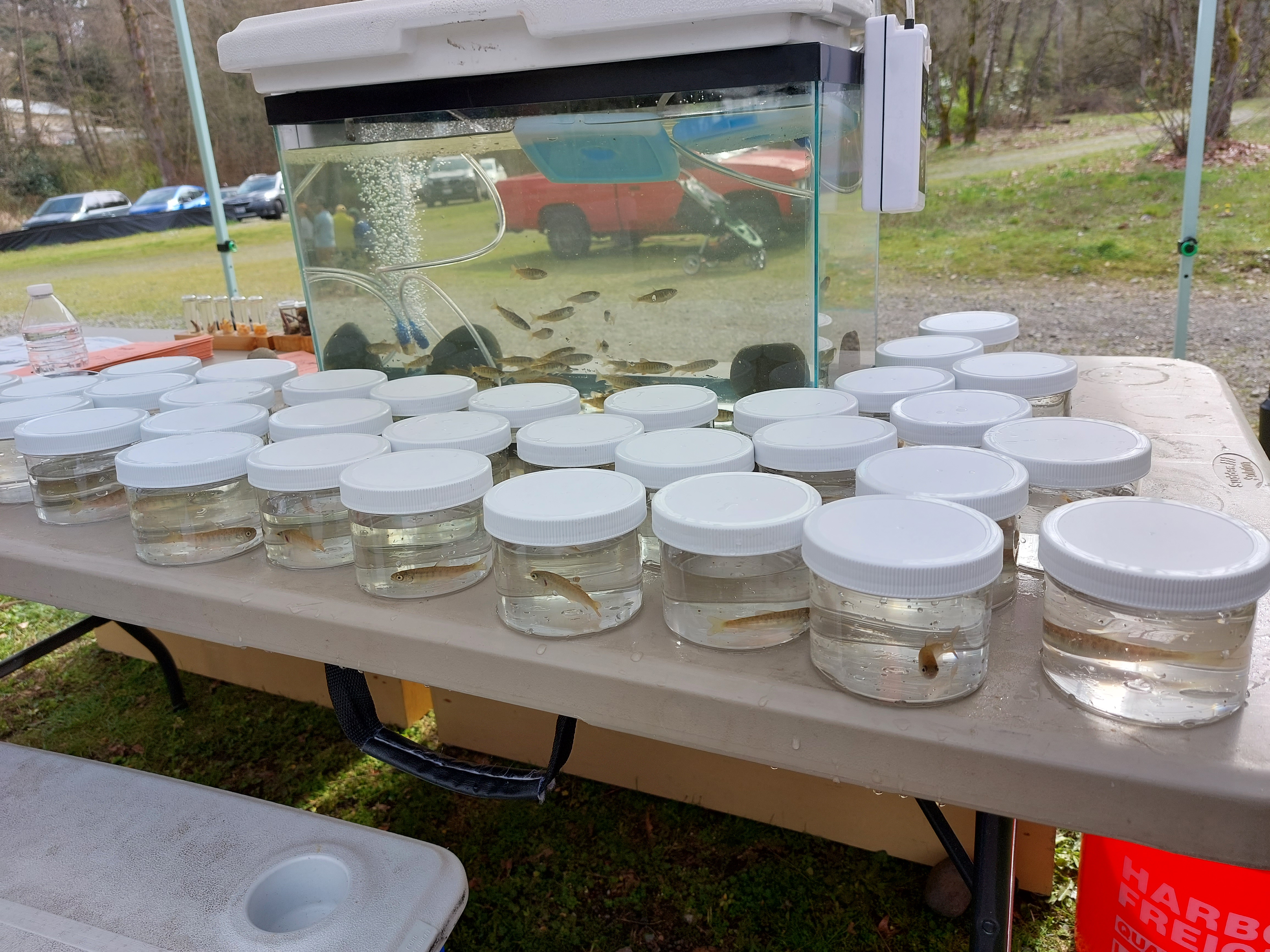 Jars containing coho salmon fry, staged for release into Swan Creek.