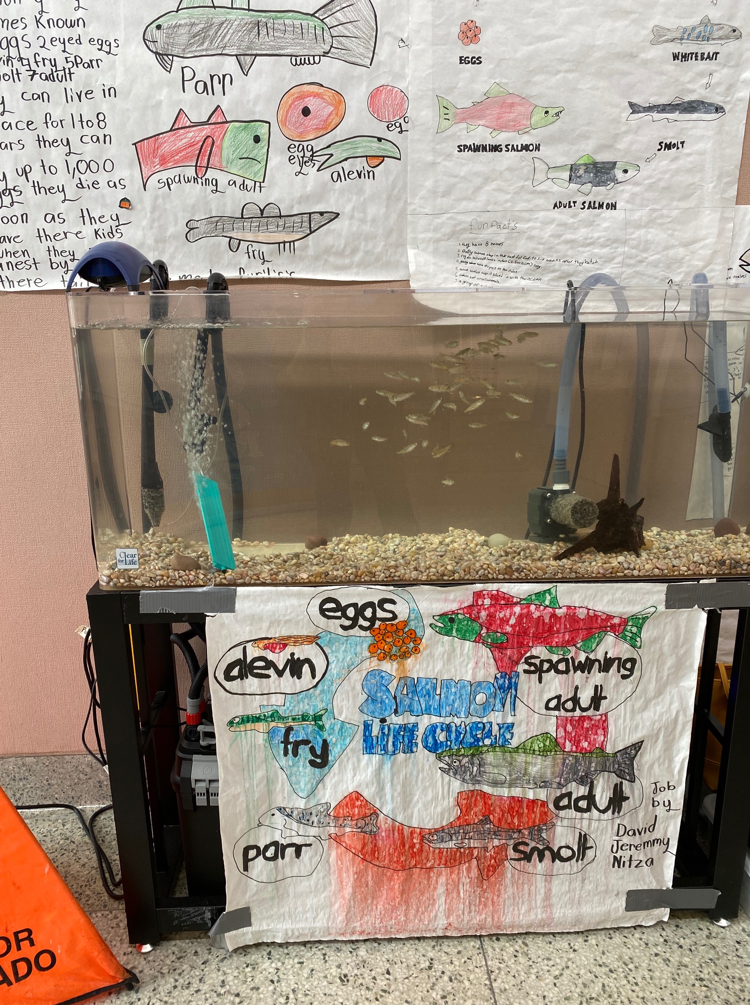 A school's salmon tank, with fry swimming in the middle of the tank. There are student posters and artwork on the front of the tank as well as the wall behind it.